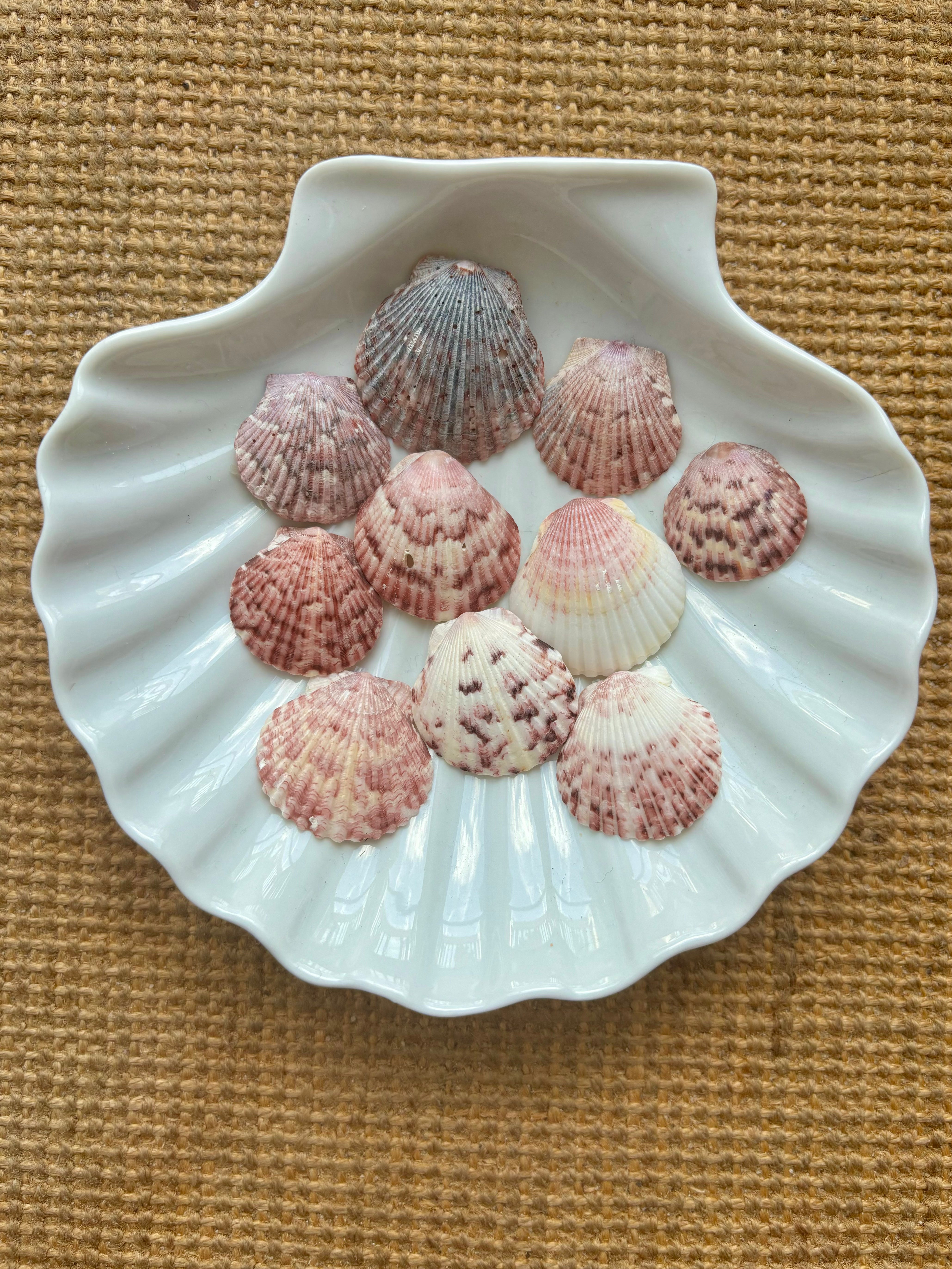 Gulf Coast Shell & Pearl Necklace