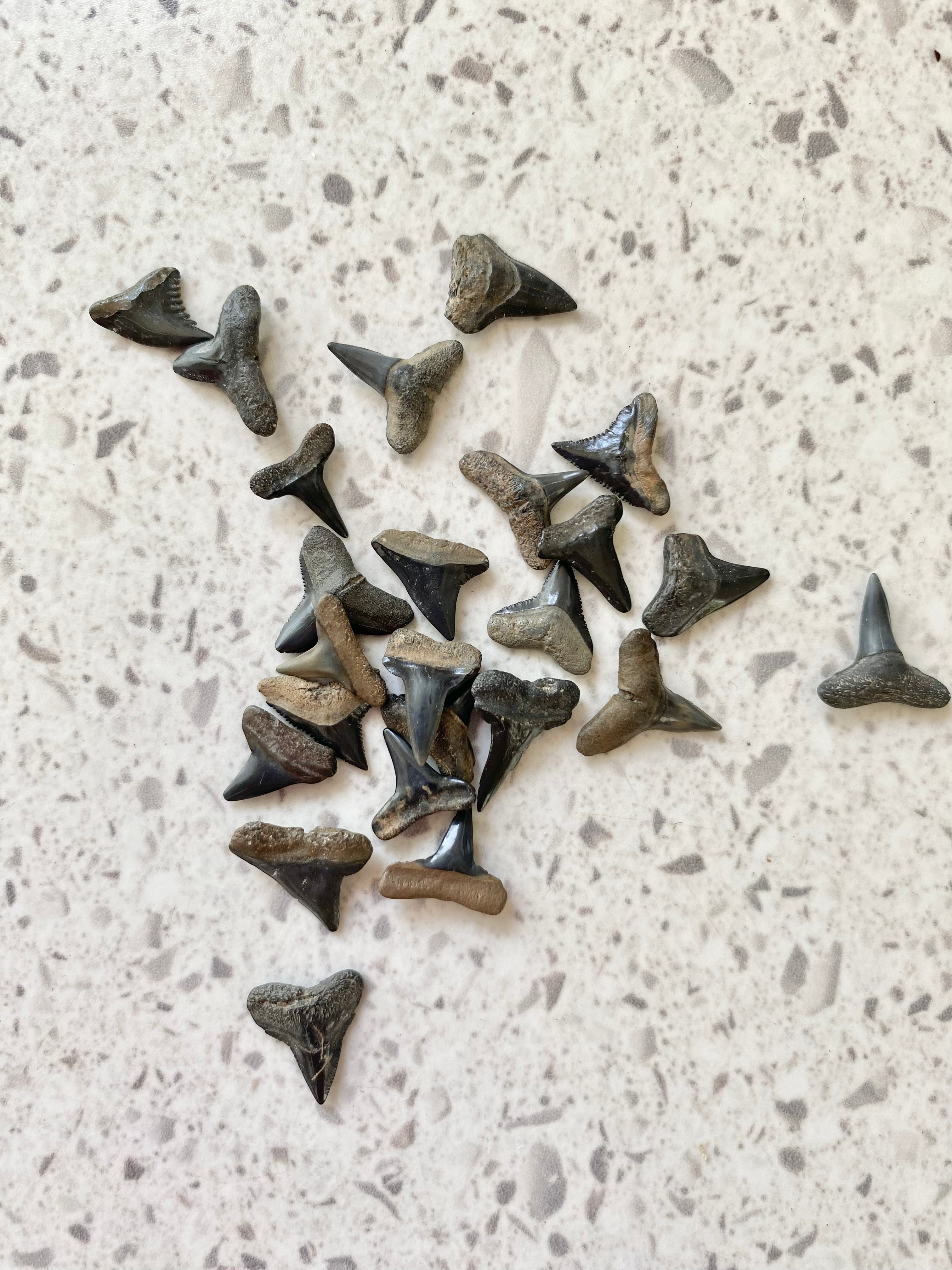 Fins Up Shark Tooth Necklace